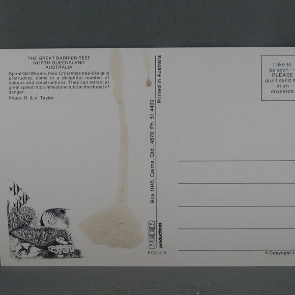 Vintage Postcard - Spiral Grill Worms Great Barrier Reef - Peer Productions - Picture 3 of 4